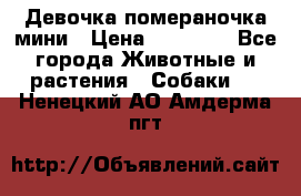 Девочка помераночка мини › Цена ­ 50 000 - Все города Животные и растения » Собаки   . Ненецкий АО,Амдерма пгт